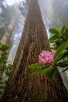 Rhododendron macrophyllum