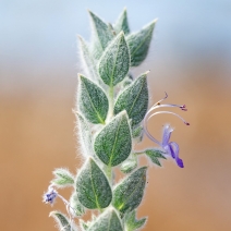 Trichostema ovatum
