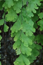 Adiantum capillus-veneris