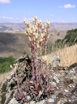 Dudleya abramsii ssp. setchellii