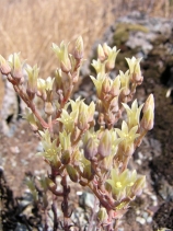 Dudleya abramsii ssp. setchellii
