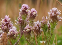 Castilleja densiflora ssp. densiflora
