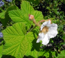 Rubus parviflorus