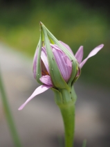 Tragopogon porrifolius