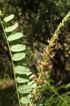 Amorpha fruticosa