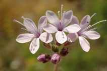 Allophyllum glutinosum