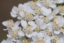 Achillea millefolium
