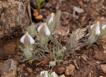Cordylanthus nidularius