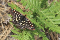 Pteridium aquilinum