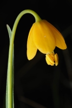 Fritillaria pudica