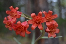 Fritillaria recurva