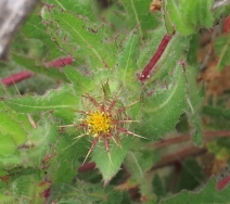 Centaurea benedicta