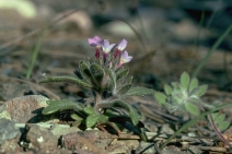 Collomia diversifolia