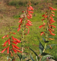 Penstemon eatonii