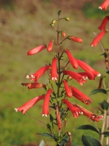 Penstemon eatonii