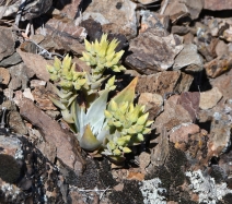 Dudleya abramsii