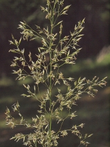 Agrostis pallens