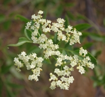 Sambucus nigra ssp. caerulea