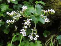 Boykinia elata