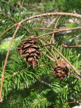 Pseudotsuga menziesii var. menziesii