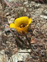 Calochortus clavatus var. clavatus