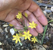 Triteleia ixioides ssp. ixioides