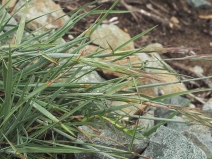 Elymus elymoides ssp. elymoides