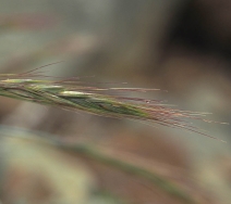 Elymus elymoides ssp. elymoides