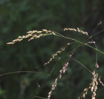 Glyceria elata
