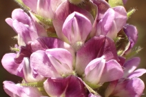 Hoita macrostachya