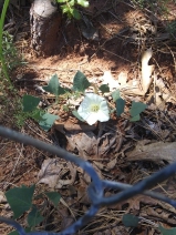 Calystegia atriplicifolia