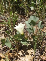 Calystegia atriplicifolia