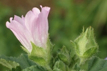 Malva nicaeensis