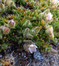 Spergularia macrotheca var. macrotheca