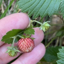 Fragaria vesca