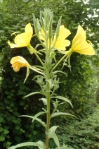 Oenothera elata ssp. hirsutissimus