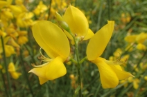 Spartium junceum