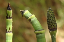 Equisetum laevigatum