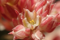 Polycarpon tetraphyllum