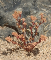 Polycarpon tetraphyllum