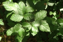 Toxicodendron diversilobum