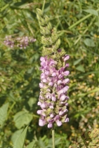 Hoita macrostachya