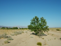 Chilopsis linearis