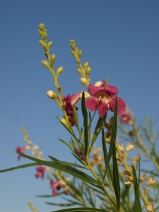 Chilopsis linearis