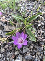 Lewisia stebbinsii