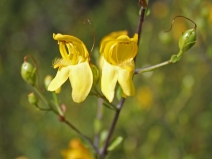 Keckiella antirrhinoides var. antirrhinoides
