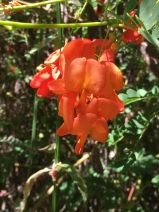 Sesbania punicea