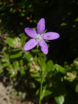 Triodanis biflora