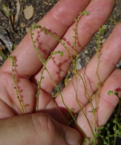 Cryptantha micromeres