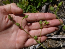 Silene multinervia